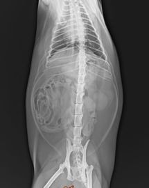ACARICIE la base blanca 25×30 cm de X Ray de la proyección de imagen de la película de diagnóstico médica de la transparencia